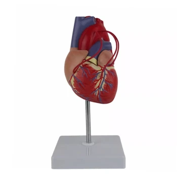 Anatomik İnsan Kalp Modeli 1: 1 Yaşam Boyutu Kalp Anatomisi Modeli Göstermek için Ekran Tutucu Tabanı ile Kalp Bypass
